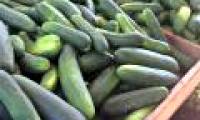 Warning: Deadly salmonella cucumber is spreading