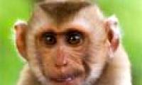 Warning of dangerous viruses transmitted from monkeys to humans