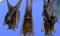 Warning of the bat virus causing death