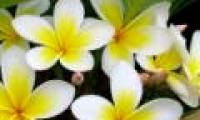 Warning of the risk of poisoning from giant flowers