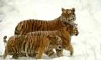 Warning: Tropical animals are down 70% in 40 years