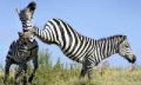 Warring zebra on the meadow