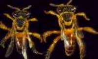 Warriors of Jatai bees