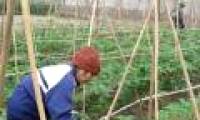 Waste into organic fertilizer by microbial preparations