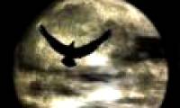 Watch animals go crazy when the moon is full
