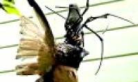 Watch giant spider eating bird meat
