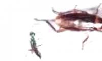 Watch the cockroach 'hit karate' on the bee's face to avoid being turned into 'zombie'
