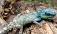 Watch the newly discovered green lizard in Ho Chi Minh City