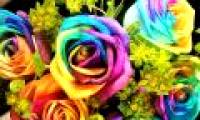 Watch unique multicolor roses