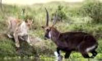 Water deer fight lions