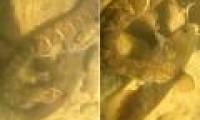 Water snakes buckle and grab fish in the river