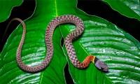 Water snakes in Vietnam seem harmless but carry deadly venom