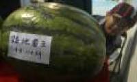 Watermelon fruit weighs nearly 60kg