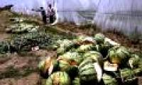 Watermelon in Vietnam is also exploded