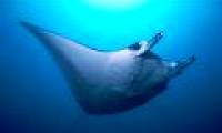 Wave the area with rays