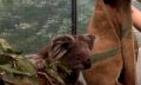 We have a way to save the Koala bear, but it's a little bit