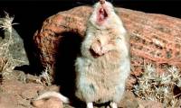 'Werewolf' rats specialize in eating poisonous scorpions and centipedes