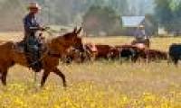 Western cowboys - who are they?