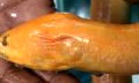 Western farmers caught yellow eels
