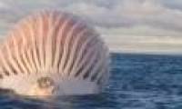 Whale corpses swell like a giant ball in the sea