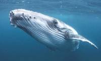 Whale sets record by swimming across 3 oceans to find a mate