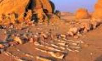 Whale Valley - World Natural Heritage in Egypt