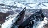 Whale whale in Norway