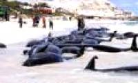 Whales drift ashore due to exercises