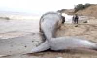 Whales on the Thai coast died of swallowing many nylon bags