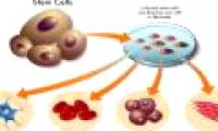 What are stem cells?  How advanced is medicine in this area?