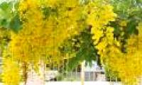 What beautiful, blooming royal flowers in Hanoi are interesting?