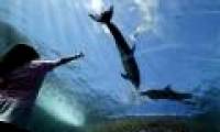 What brings happiness to dolphins?