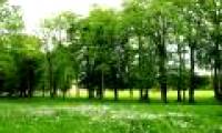 What do you know about the value of a 50 year old green tree?