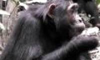 What does chimp eat clay for?