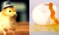 What few people know about the number of chicken eggs we still eat every day