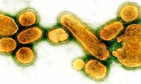 What happens if one day all the viruses disappear?