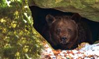 What happens if you wake up a hibernating bear?