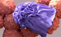 What happens to cancer cells after they die?