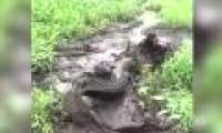 What happens when a small crocodile dares to attack a large fellow?