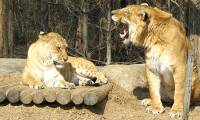 What happens when a tiger and a lion mate?