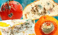 What happens when you eat moldy food?