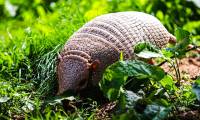 What happens when you shoot an armadillo?