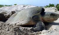 What hasn't happened in modern times: World's rarest sea turtle lays eggs in Texas