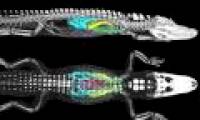 What helps dinosaurs become