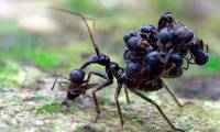 What if ants were the size of elephants?
