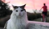 What if cats were the same size as tigers?