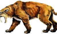 What if saber-toothed tigers still existed today?
