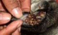 What is a dog's tick and a dog's tick with human blood?
