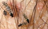 What is a mosquito?