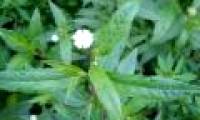 What is cuttlefish, potweed?  Effect of squid plants